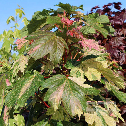 Close-up of Acer Simon-Louis Freres - Sycamore Tree leaves, featuring variegated shades of green, pink, and cream against a blue sky background.