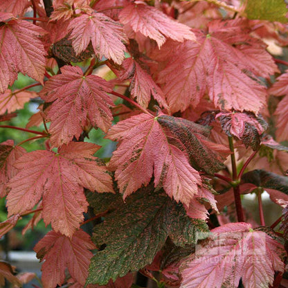 Close-up of vibrant pink foliage on an Acer Simon-Louis Freres Sycamore tree, showcasing a stunning blend of pink and green maple-like leaves.