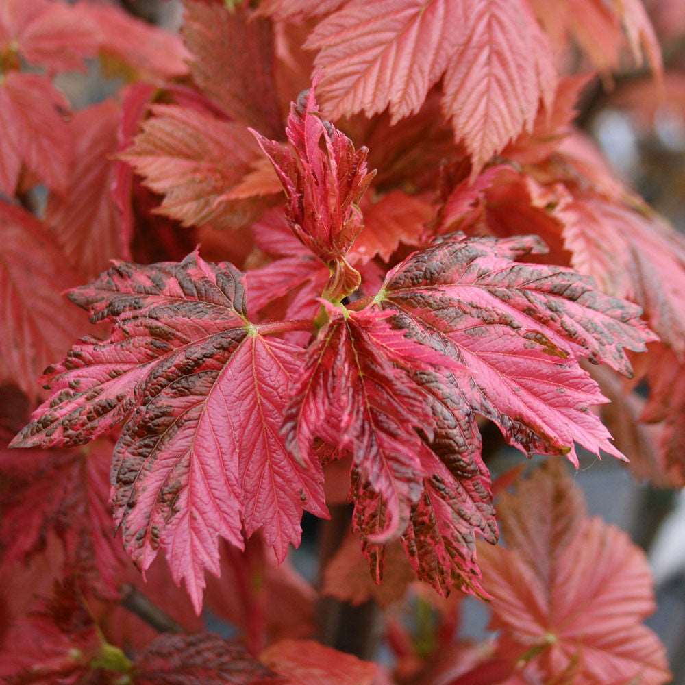 Close-up of vibrant red leaves with serrated edges on the Acer Simon-Louis Freres - Sycamore Tree, showcasing its dynamic hues.