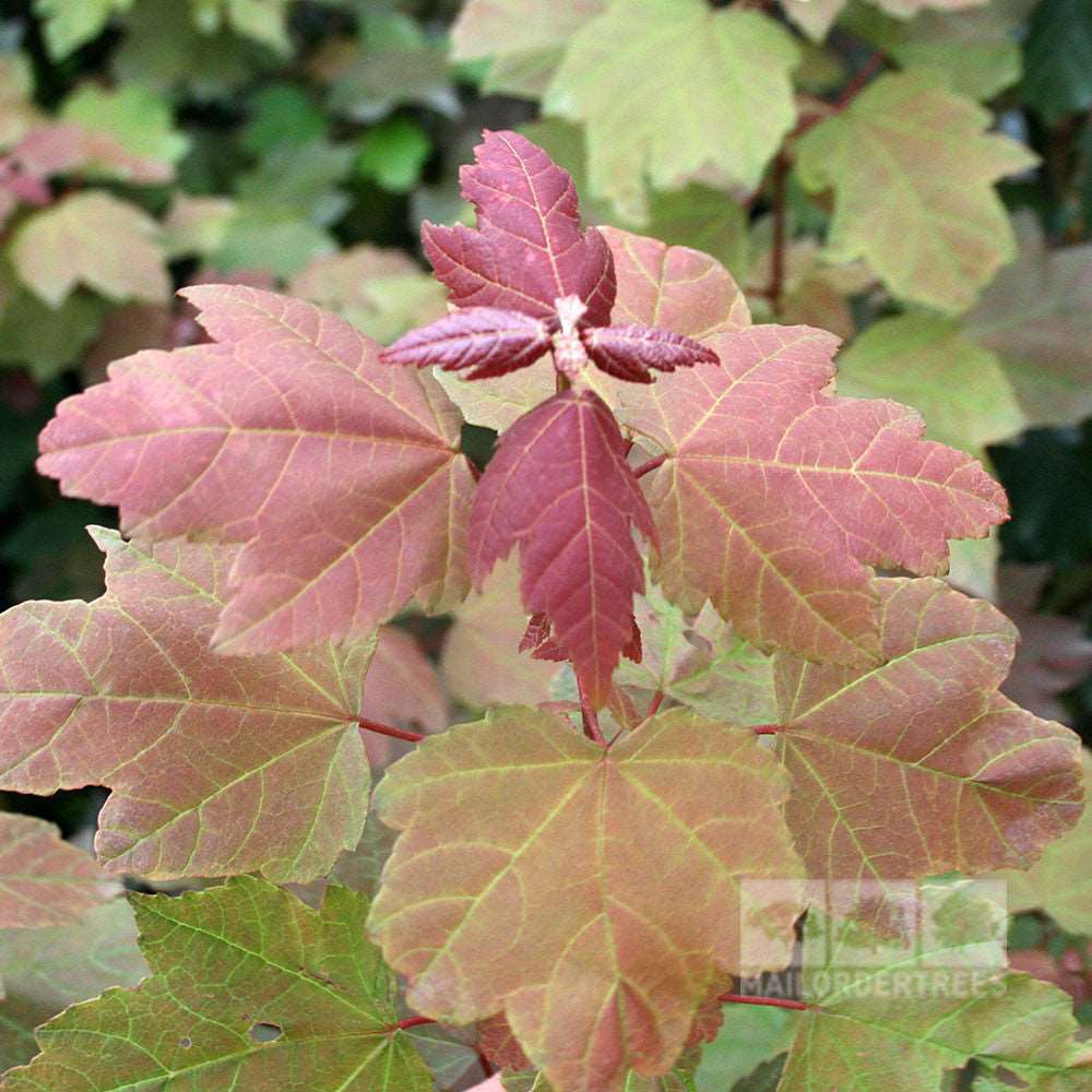 Close-up of crimson foliage on red and green leaves with various shades, featuring a small central cluster of new growth typical of the Acer Summer Red - Red Maple Tree.