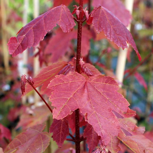 Close-up of an Acer Summer Red tree adorned with vibrant crimson foliage, transitioning gracefully to autumn colours.