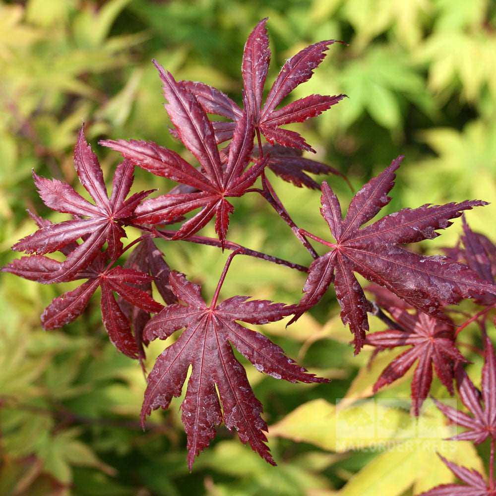 Close-up of a branch with red leaves featuring multiple pointed lobes from the Acer Trompenburg - Japanese Maple. The blurred green foliage in the background accentuates the beauty of this ornamental tree.