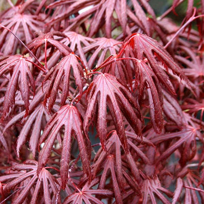 Close-up of red Acer Trompenburg - Japanese Maple leaves, highlighting their pointed, lobed shapes and smooth texture, a stunning feature of this ornamental tree.