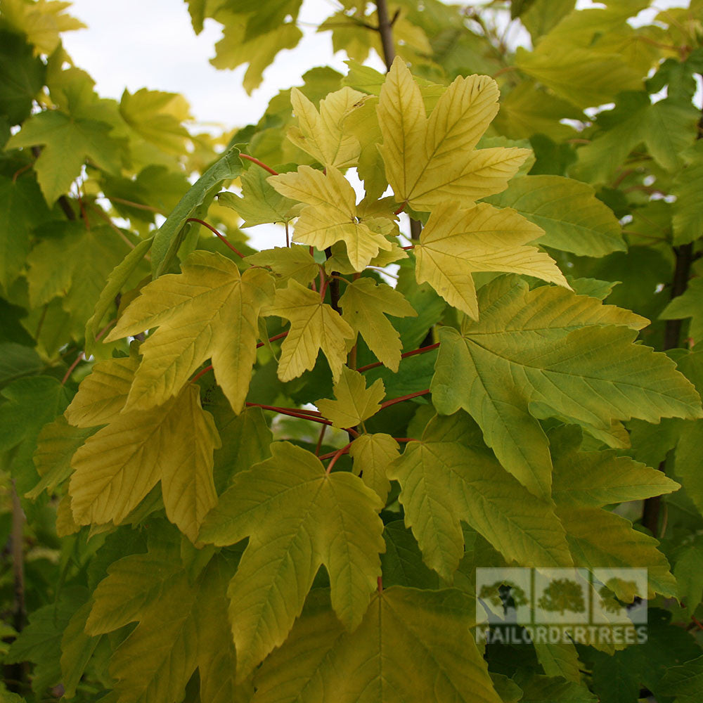 Close-up of green and yellow variegated maple leaves on an Acer Worley - Golden Leaved Sycamore Tree, a low-maintenance tree also known as Acer pseudoplatanus 'Worley.'