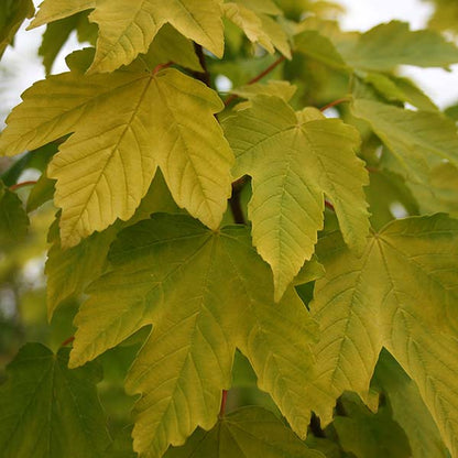 Close-up of green maple leaves with serrated edges overlapping each other, highlighting the vibrant foliage of the Acer Worley - Golden Leaved Sycamore Tree, a beautiful low-maintenance tree.