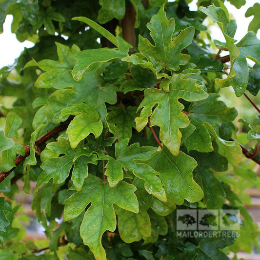 Acer campestre Elsrijk - Field Maple Tree