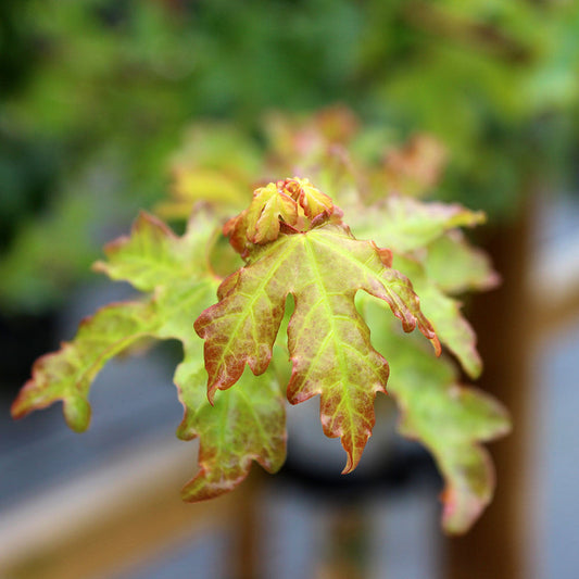 Acer campestre Elsrijk - Field Maple Tree