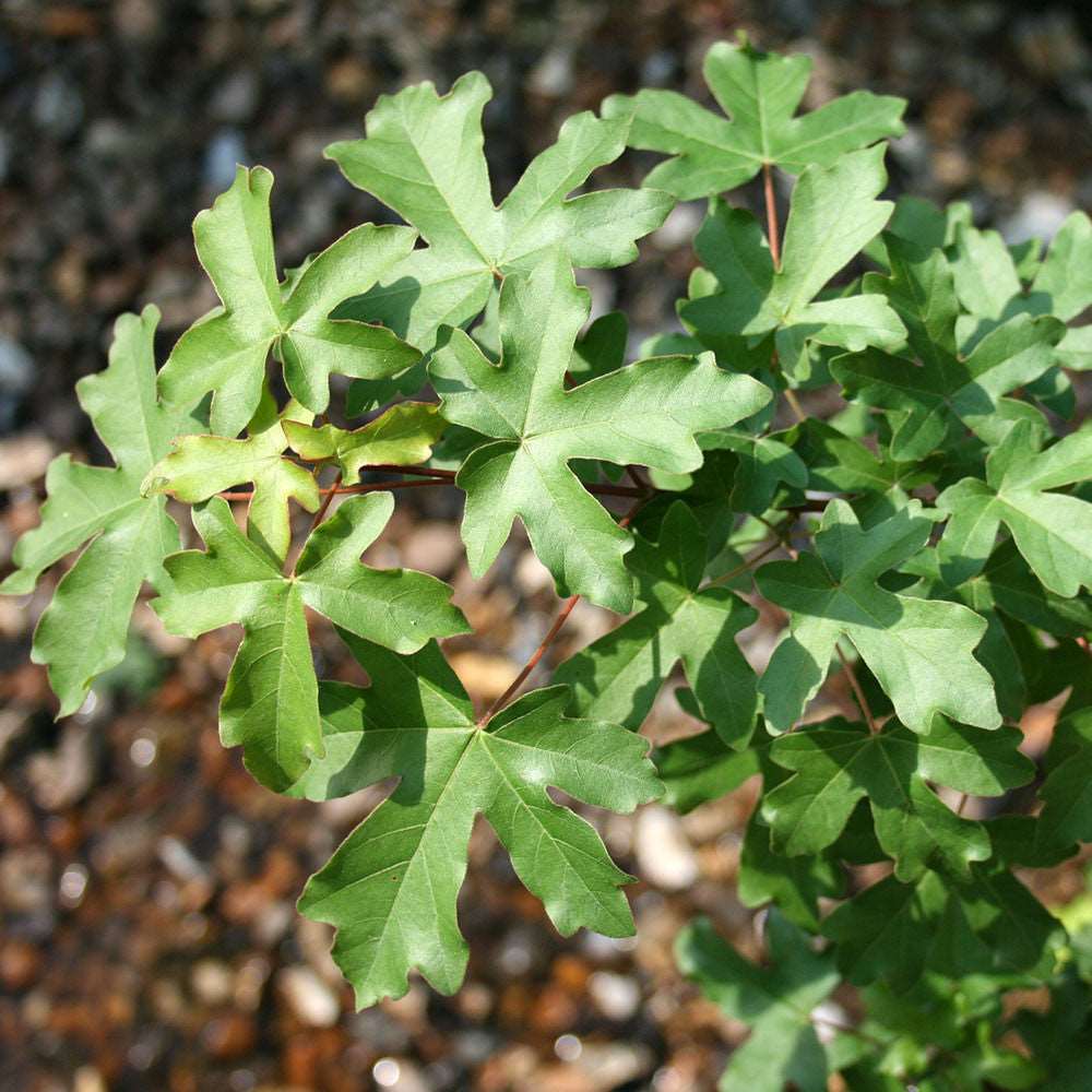 Close-up of the green, lobed leaves characteristic of the Acer campestre - Field Maple Tree, showcasing their textured surface against a blurred natural background. This British native deciduous tree is renowned for its vibrant foliage and delicate structure.