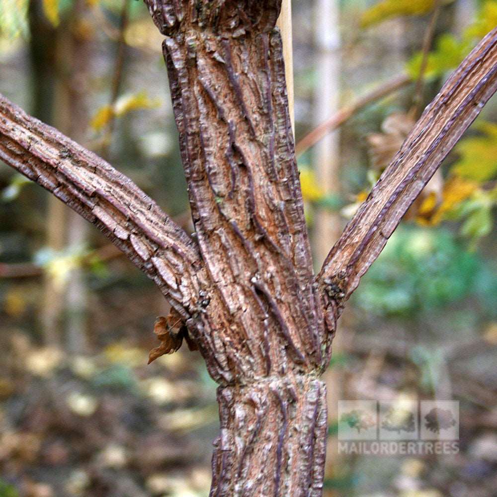 Close-up of an Acer campestre trunk, showcasing its textured, ridged bark. This Field Maple Tree, native to the British landscape, stands against a backdrop of blurred foliage.