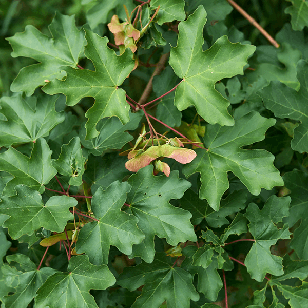 Close-up of Acer campestre - Field Maple Tree, highlighting green maple leaves with red stems and developing samaras, showcasing the vibrant foliage of this British native.