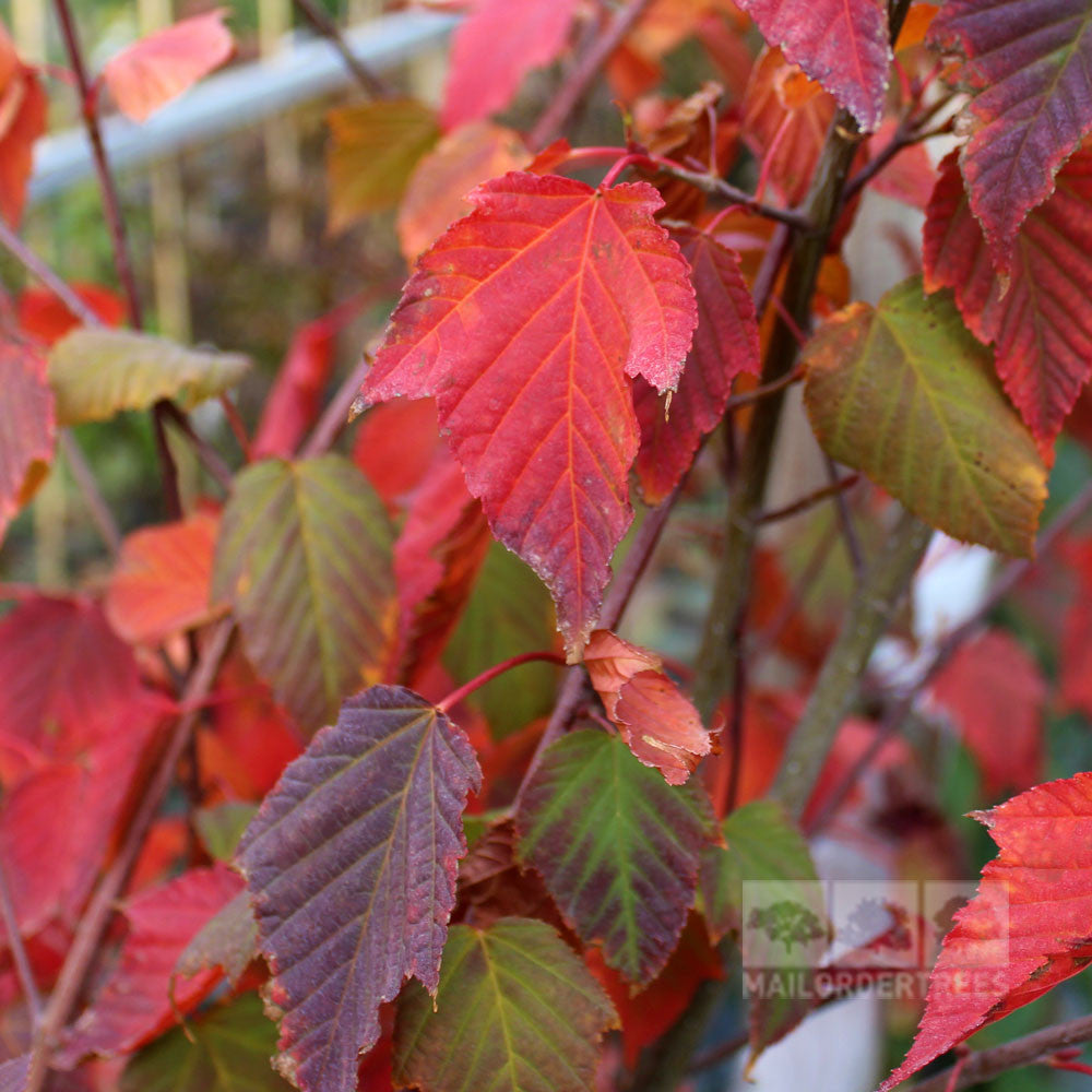 A close-up of vibrant autumn leaves in shades of red, purple, and green on a branch of the Acer capillipes - Snake-Bark Maple Tree, with its distinctive striated bark adding texture to the scene.