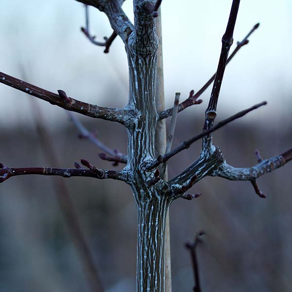 Close-up of an Acer capillipes - Snake-Bark Maple Tree trunk with striated bark and several budding branches against a blurred background.