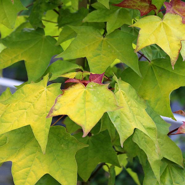 This close-up captures a cluster of green and yellow leaves with reddish tinges, characteristic of the Acer cappadocicum ‘Aureum’ - Golden Caucasian Maple. This striking variety is celebrated for its beauty, earning the prestigious RHS Award of Garden Merit.