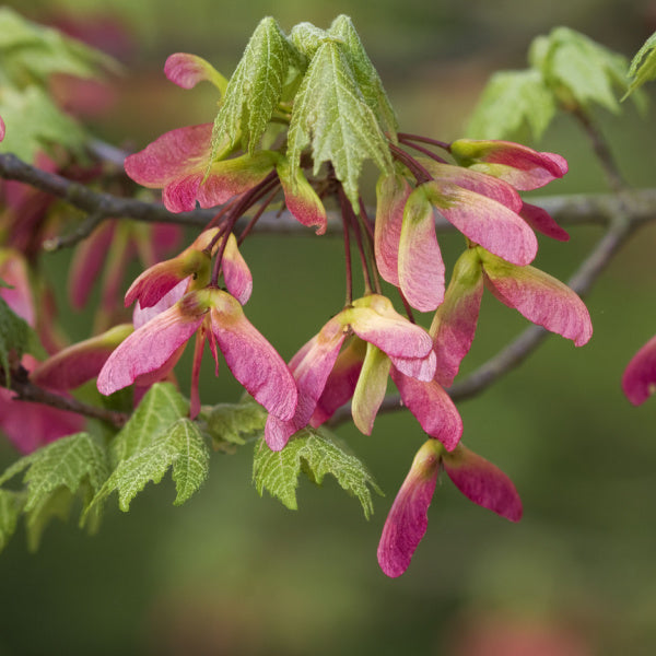 Close-up of pink and green samaras hanging from a branch of the Acer cappadocicum Rubrum - Red Cappadocian Maple, surrounded by attractive palmate green leaves.