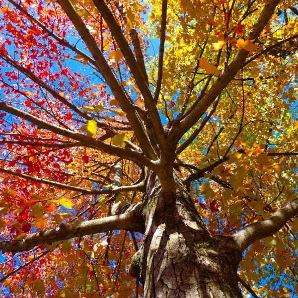 Looking up at an Acer cappadocicum Rubrum - Red Cappadocian Maple, its branches are beautifully decorated with the vibrant red, orange, and yellow hues of autumn leaves. The striking palmate foliage stands out vividly against the clear blue sky.