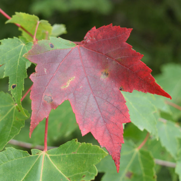 A singular red maple leaf amidst green foliage on a branch, showcasing the first signs of autumn hues. The beautiful palmate leaves of the Red Cappadocian Maple (Acer cappadocicum Rubrum) form a vivid tapestry as nature embarks on its seasonal transition.