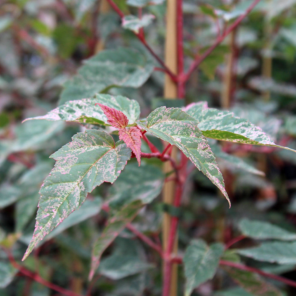 Close-up of Acer conspicuum Red Flamingo's variegated leaves, featuring green and white patterns with striking red stems, highlighting the intricate beauty of this ornamental species.