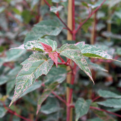 Acer conspicuum Red Flamingo - Red Flamingo Maple Tree