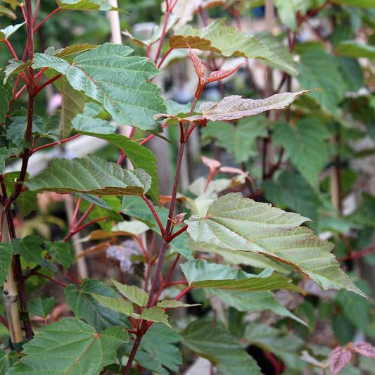 Acer davidii George Forrest - Davids Maple Tree