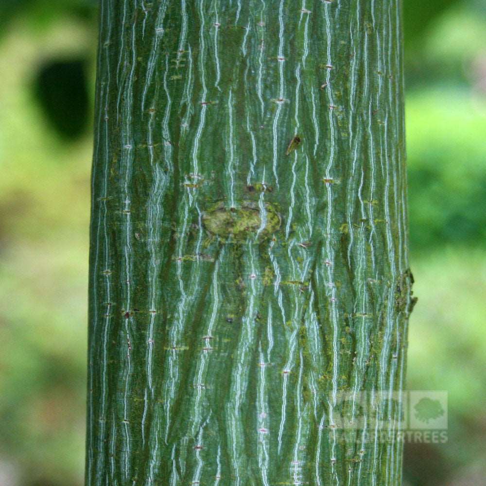 Close-up of the Acer davidii - Snakebark Maple Tree, featuring its vivid green trunk adorned with distinctive vertical lines and a textured surface, set against a softly blurred natural background.