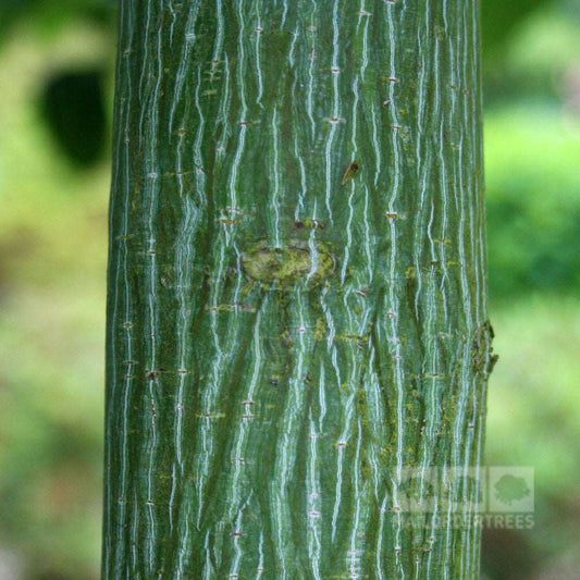 Acer davidii - Snakebark Maple Tree