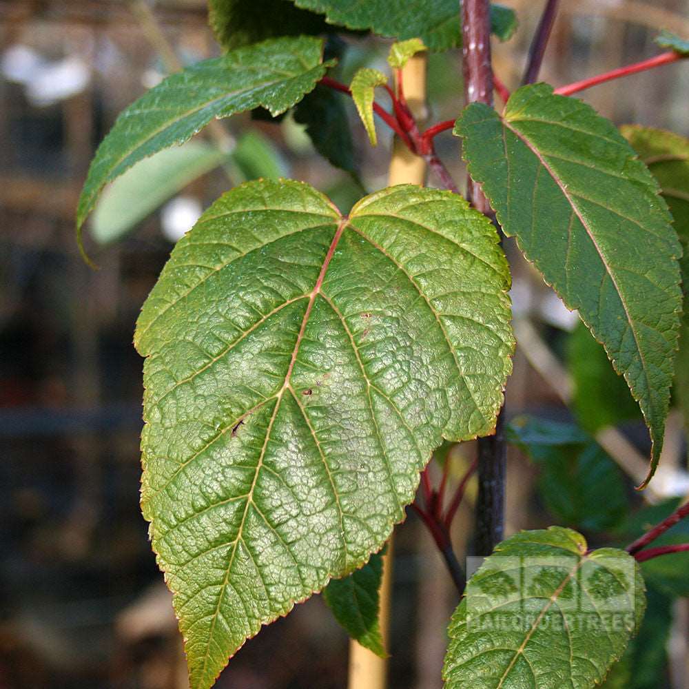 A close-up of a green leaf with visible veins and serrated edges highlights the striking Acer davidii - Snakebark Maple Tree. Its elegant lines are displayed on the stem, while additional leaves delicately frame the background.