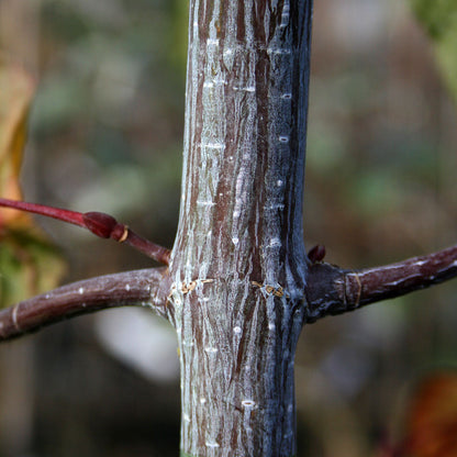 A close-up of a tree trunk highlights the striking bark of an Acer davidii - Snakebark Maple Tree, showcasing textured patterns and two small branches budding gracefully.