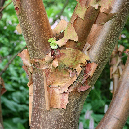 Close-up of an Acer griseum - Paperbark Maple Tree trunk adorned with orange-brown bark that peels elegantly. In the background, vibrant autumn foliage enhances the green vegetation, weaving together a rich tapestry of seasonal colours.