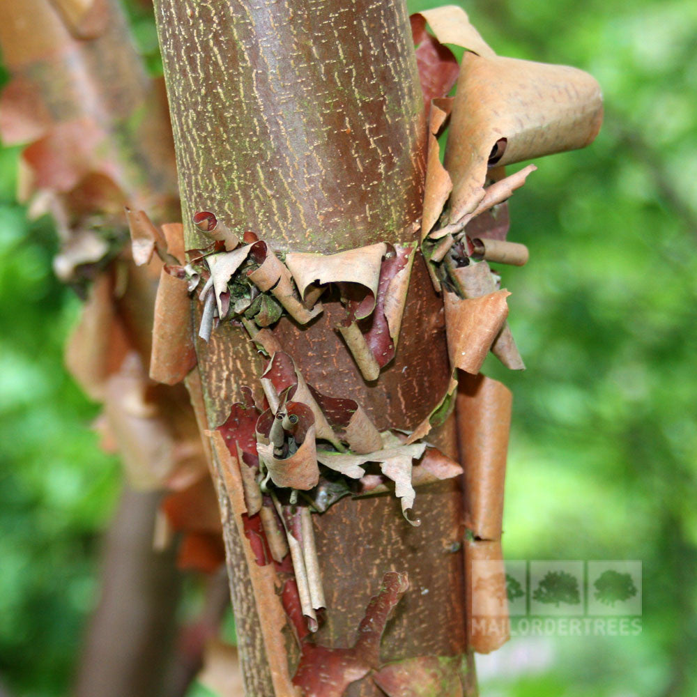 The sentence can be rewritten as: "Acer griseum, known for its orange-brown peeling bark, is in focus against a backdrop of blurred green foliage.