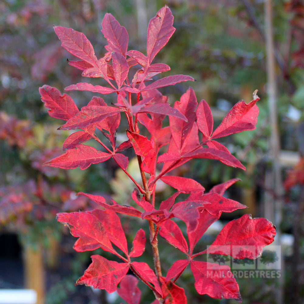 Branch of an Acer griseum displaying vibrant red autumn foliage against a blurred background, highlighting its orange-brown bark, with a logo positioned in the bottom right corner.