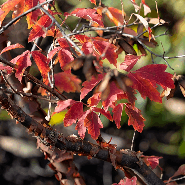 Close-up of a branch featuring red autumn leaves against a blurred background, highlighting the striking autumn foliage of an Acer griseum - Paperbark Maple Tree.