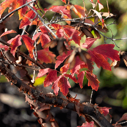 Close-up of a branch featuring red autumn leaves against a blurred background, highlighting the striking autumn foliage of an Acer griseum - Paperbark Maple Tree.