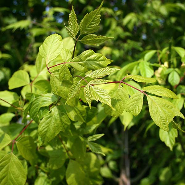 Close-up of green Acer negundo (Ash Leaved Maple) leaves with serrated edges and pointed tips, showcasing their impressive pollution resistance against a blurred background.