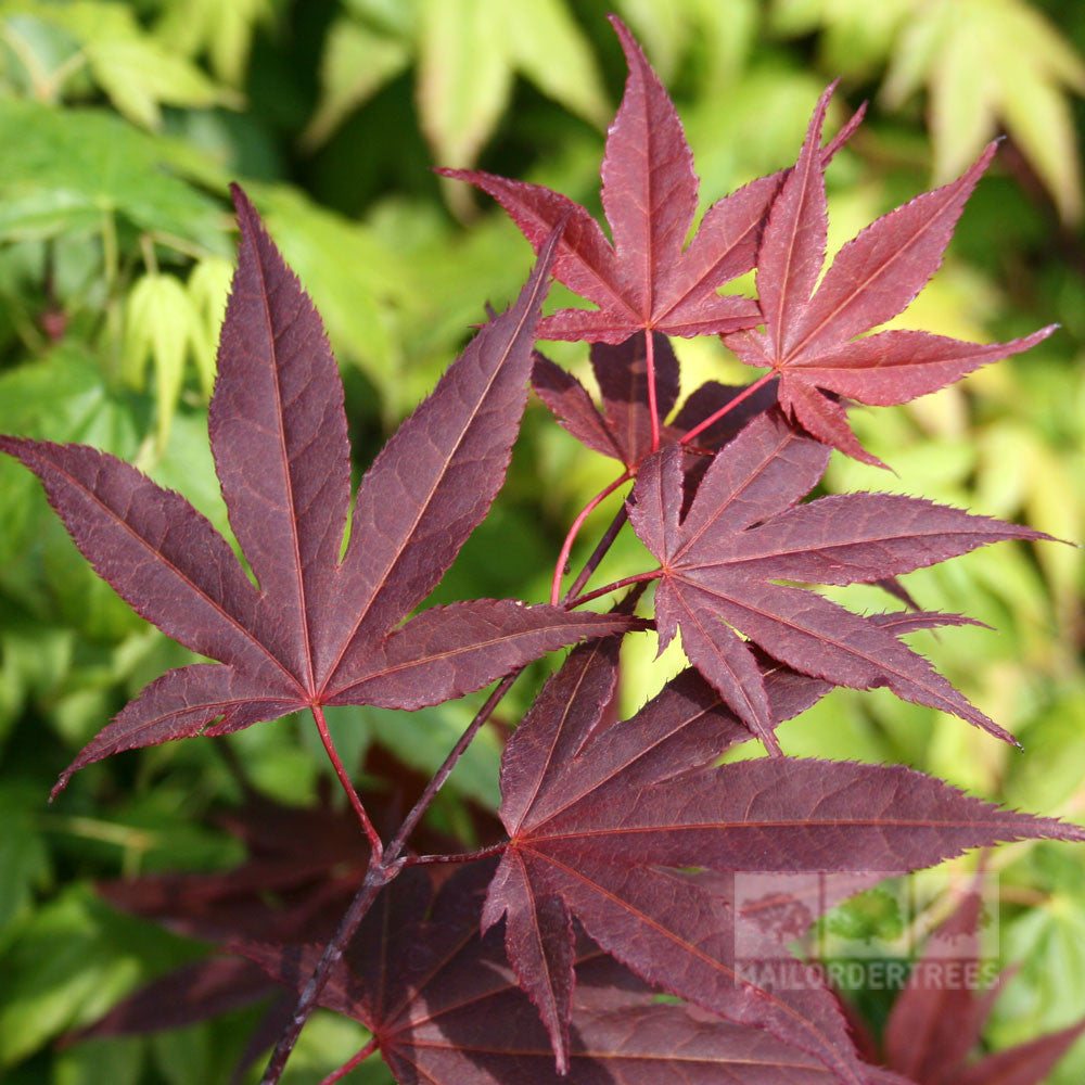 Close-up of the Acer palmatum Atropurpureum - Japanese Maple Tree, featuring its vivid red leaves with pointed lobes set against a peaceful backdrop of green foliage, encapsulating the essence of autumn colours.