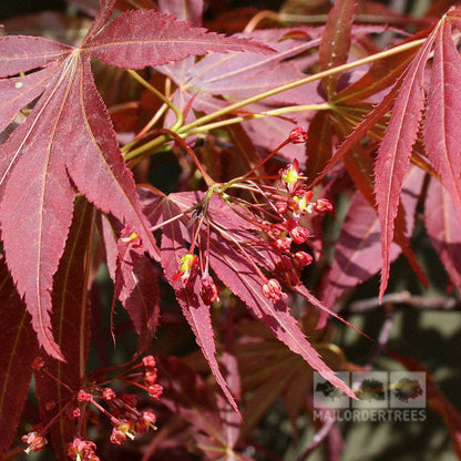 Clusters of small red flowers adorn the Acer palmatum Atropurpureum branch, while vibrant red maple leaves showcase stunning autumn colours.