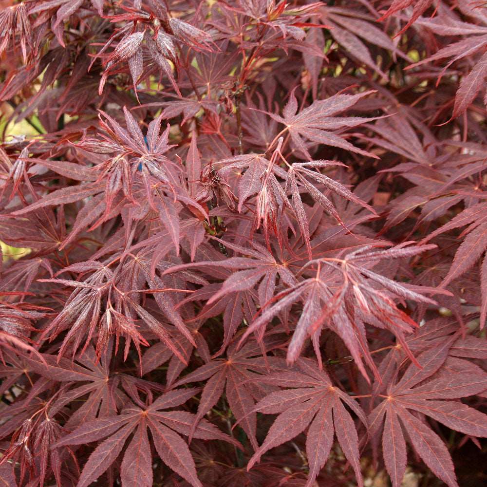 Close-up of maroon Acer palmatum Atropurpureum leaves with intricate lobes and serrated edges, showcasing stunning autumn colours.