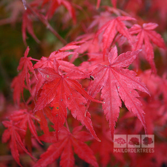 Acer palmatum - Japanese Maple Tree