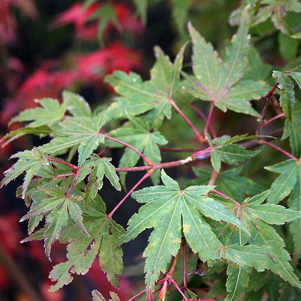 Close-up of green leaves with pointed edges and red stems from the Acer palmatum - Japanese Maple Tree, set against a background of blurred red foliage, creating a vivid autumn display.