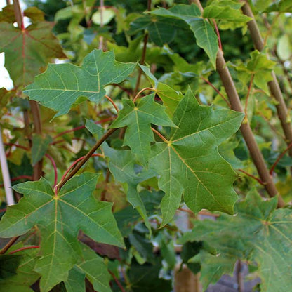 Close-up of green Norway maple leaves with prominent veins and serrated edges, framed by branches, showcasing the vibrant autumn colour characteristic of this fast-growing Acer platanoides tree.