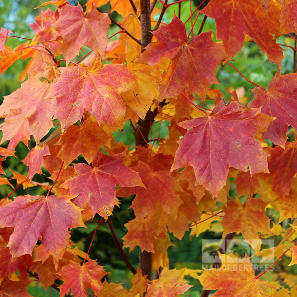 Close-up of vibrant orange and red leaves on an Acer platanoides - Norway Maple Tree branch, showcasing the stunning autumn colour against a backdrop of blurred green foliage.