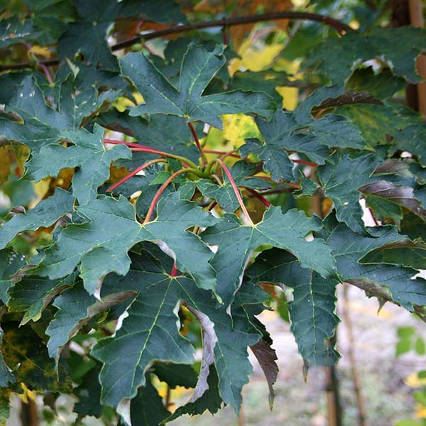 Close-up of vibrant green leaves with red stems on a branch of the Acer pseudoplatanus - Sycamore Tree, thriving even in exposed situations.