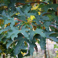 Acer pseudoplatanus - Sycamore Tree