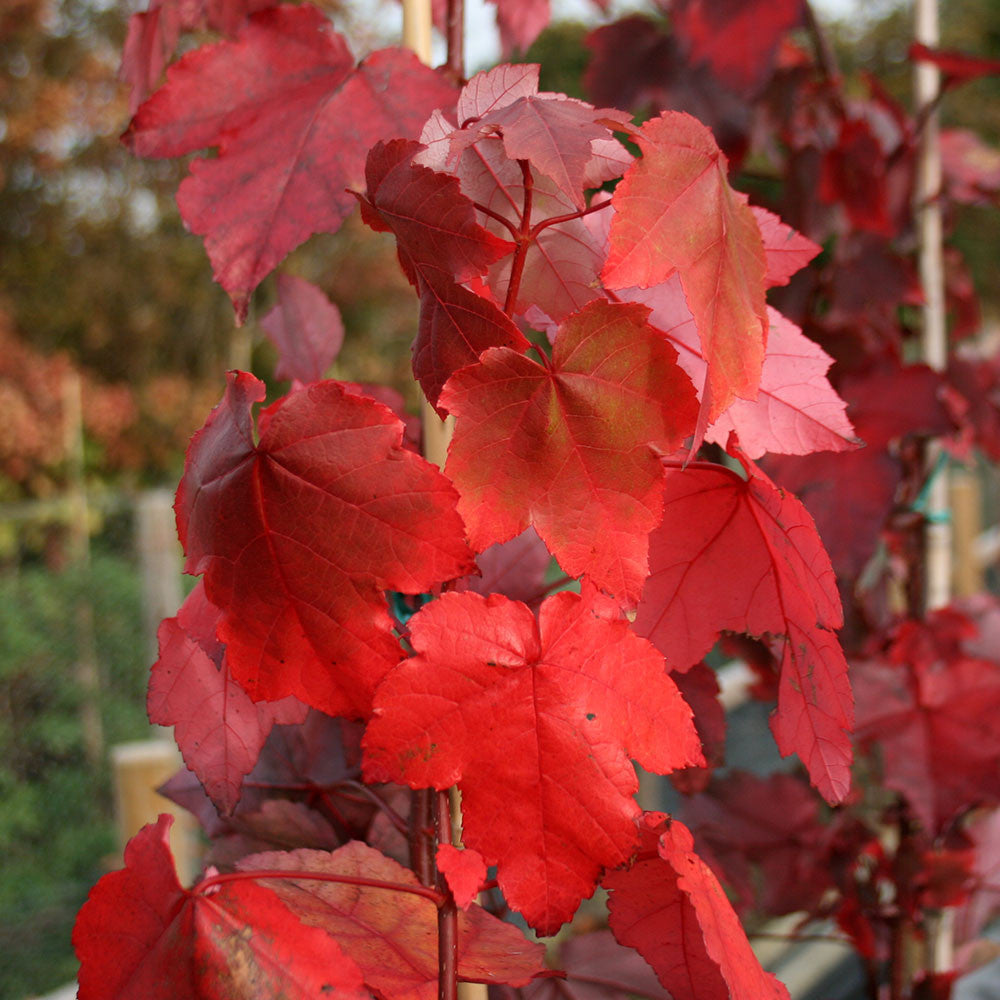 Bright red leaves are clustered together on an Acer rubrum - Red Canadian Maple Tree, resembling its vibrant hues against a blurred garden background.