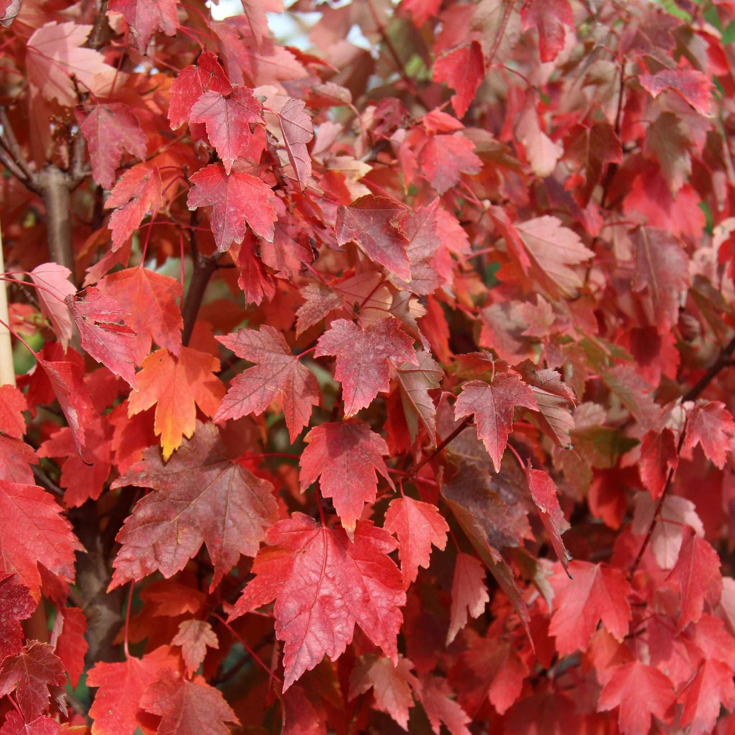 A close-up of the Acer rubrum Sun Valley - Red Maple Tree highlights the dazzling beauty of its vibrant red and orange autumn leaves.