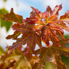 Acer campestre Queen Elizabeth - Evelyn