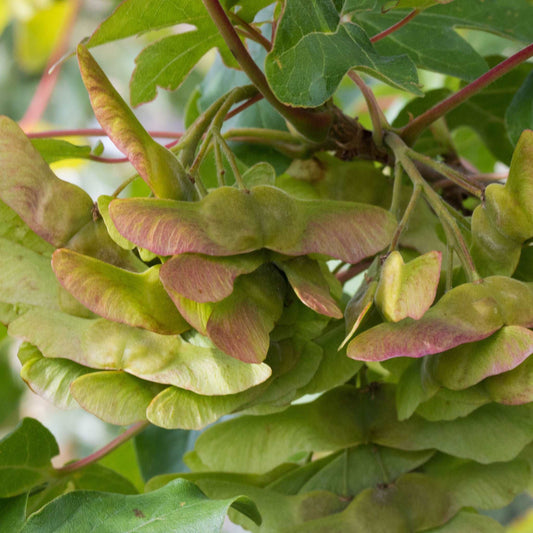 Acer campestre Queen Elizabeth - Evelyn