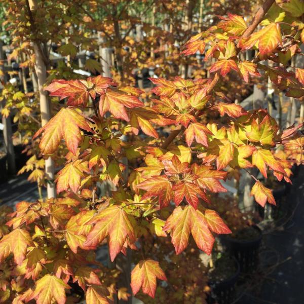 Close-up of vibrant Acer x orientalia Minorient leaves on a compact tree, displaying shades of orange, yellow, and red. The background reveals more hybrid maple trees with similar foliage.