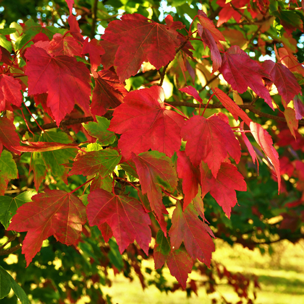 Acer October Glory