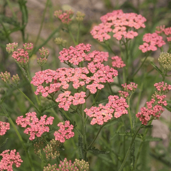 Achillea Salmon Beauty