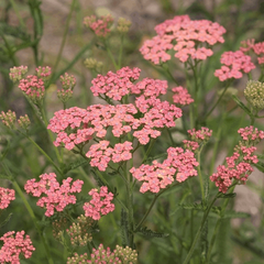 Achillea 'Salmon Beauty' - Yarrow